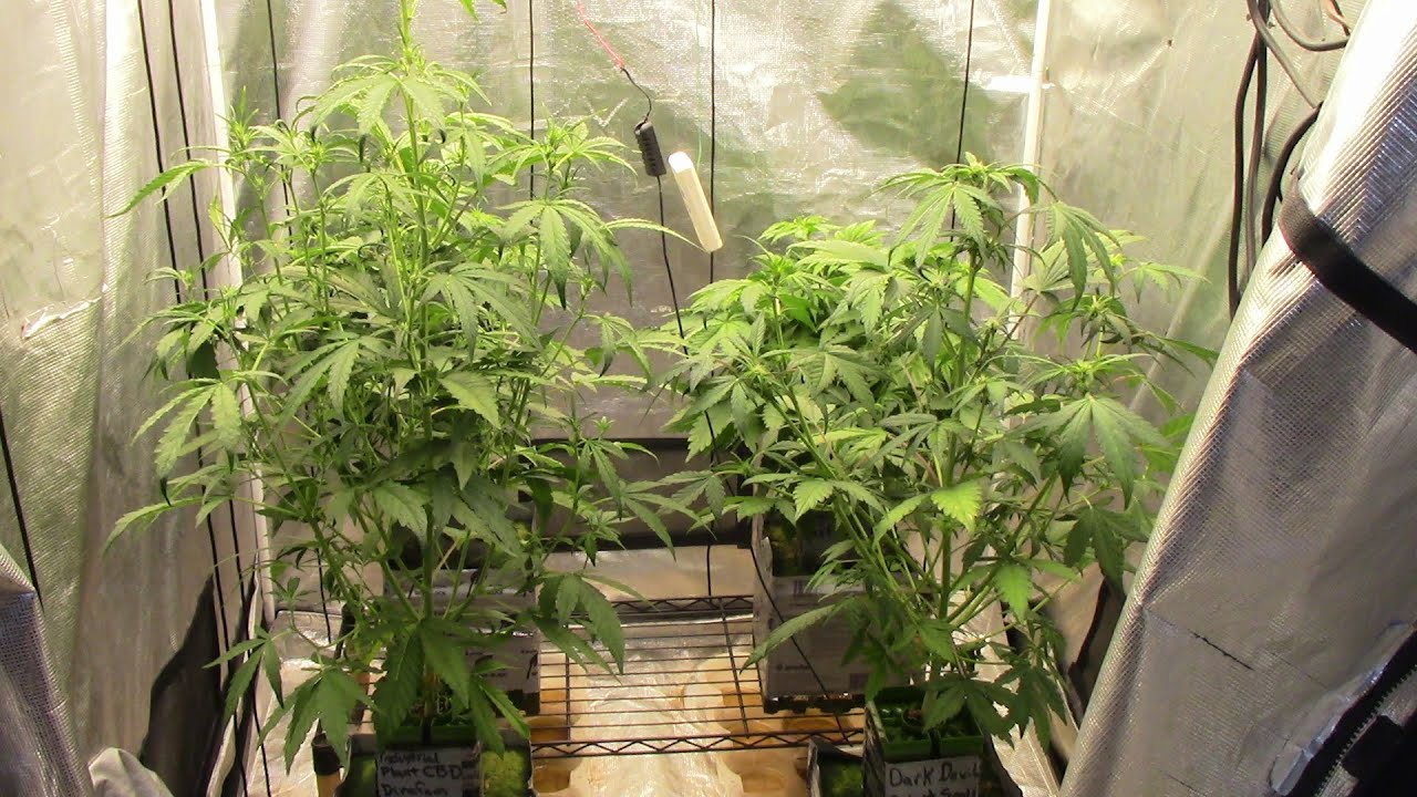 S13:E6 Autoflower cannabis grow, Tangiematic, Trippy Gorilla, Dark Devil, and Industrial Plant CBD