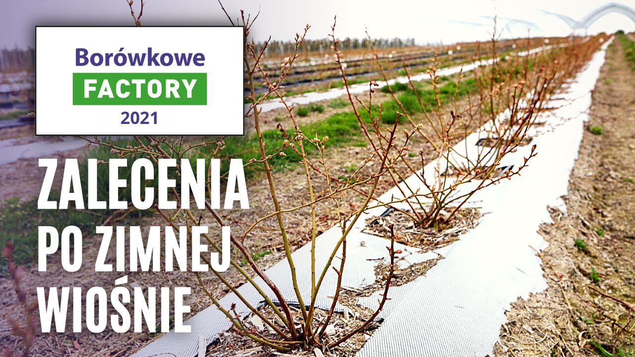 Borówkowe Factory - zalecenia po zimnej wiośnie