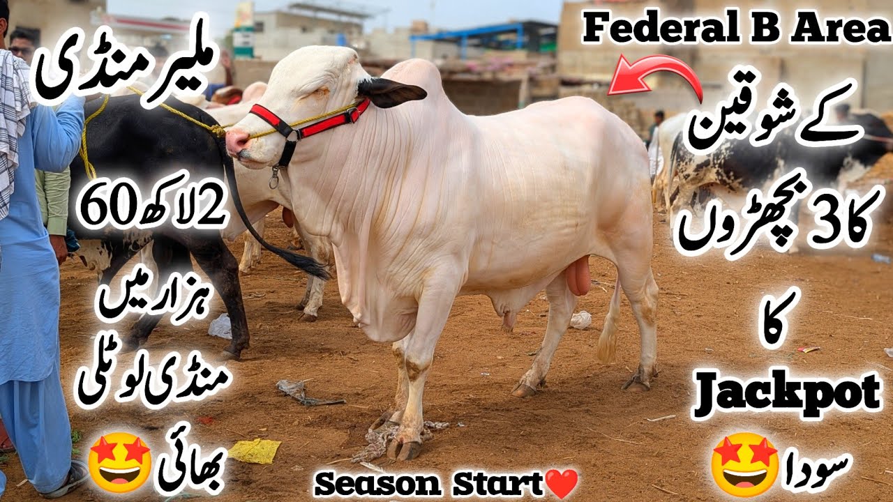 Malir Mandi Karachi Cattle Latest Rates Update 24 March 2026 || Bakra Eid Season 2026