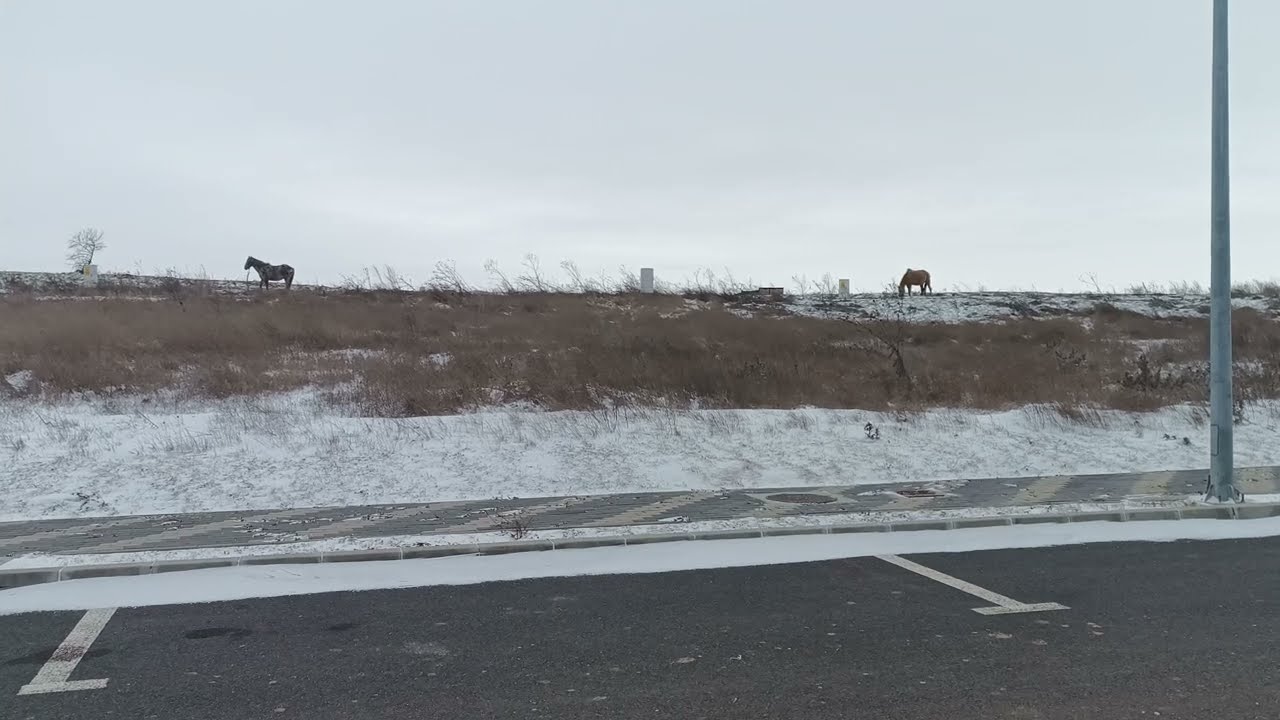 Horses 🐎 graze near the road / Лошади 🐎 пасутся возле дороги #horses #horse