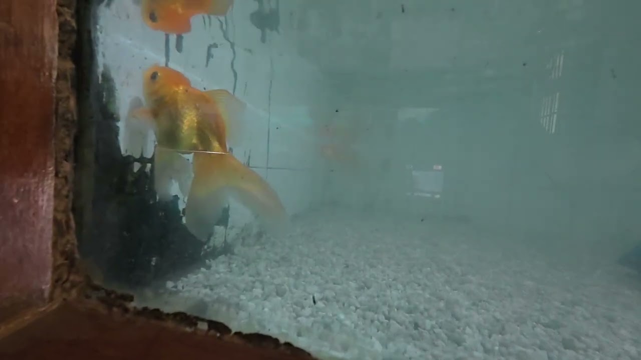 Goldfish-গোল্ডফিশ | Colorful fish