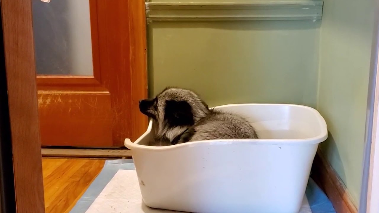 Waverly and Muttias Bedtime