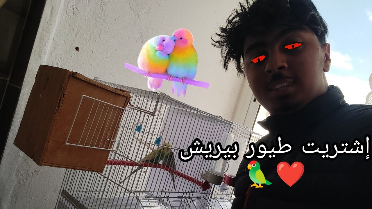 تجريبة جديدا : إشتريت طيور البادجي وزغليلهوم الصغار 🦜 + جوله في محمية العصافير 🔥❤️