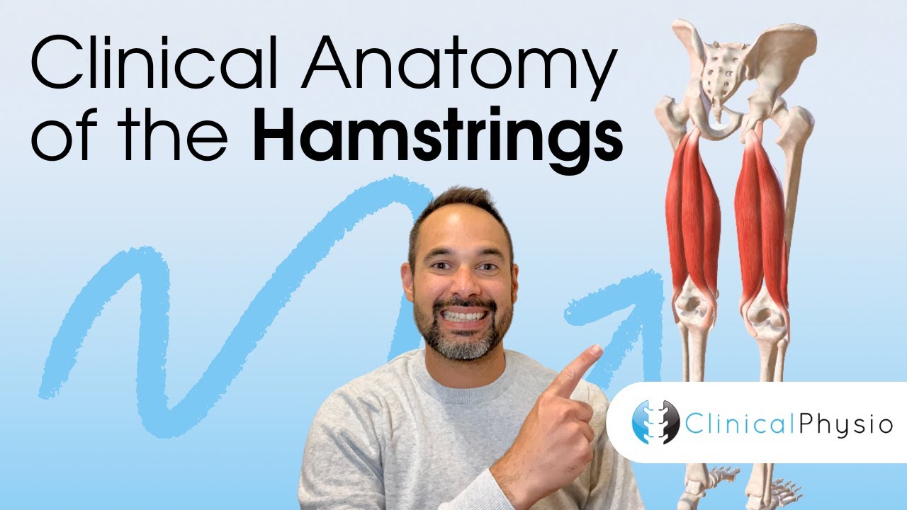Clinical Anatomy of the Hamstrings | Expert Physio Guide to Key Hamstring Muscle Anatomy!