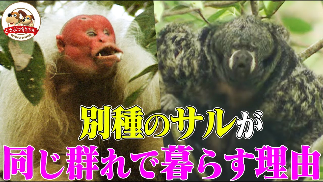 【アマゾン】人面ザル・ウアカリが他の種類のサルと群れを作る理由とは？不思議なサル共生社会の謎に迫る（アマゾンの人面ザル・後編）【どうぶつ奇想天外／WAKUWAKU】