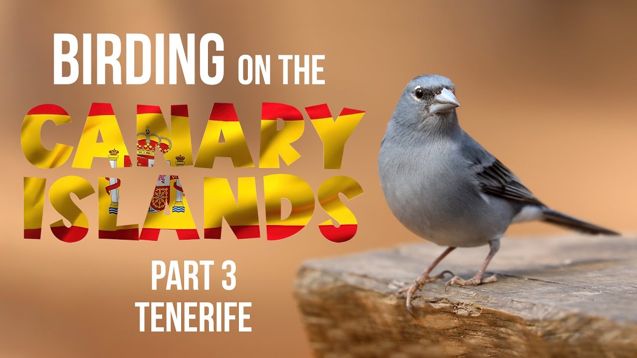 Birding on the Canary Islands Part 3 Tenerife