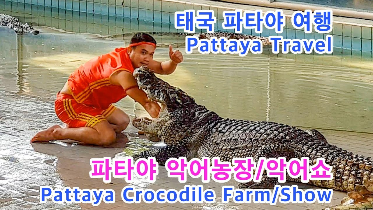 파타야 악어농장/악어쇼(Pattaya Crocodile Farm/Crocodile Show), 파타야 여행(Pattaya Travel), 태국 여행(Thailand Travel)