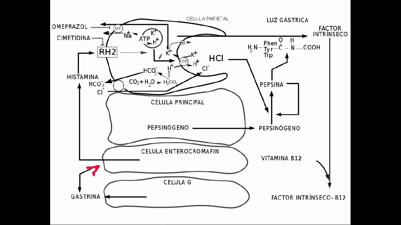 proteinas digestion y absorcion