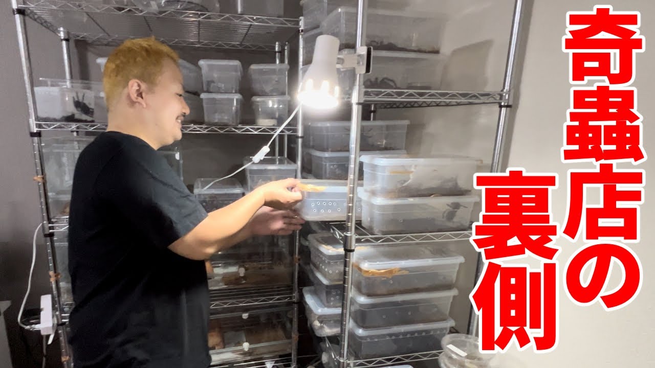 タランチュラ専門店の餌やりルーティンに密着