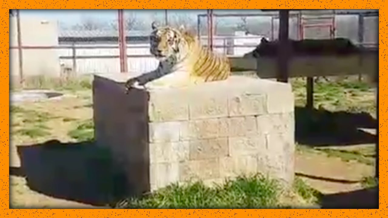 A Bloody Big Cat Wander | LIVESTREAM