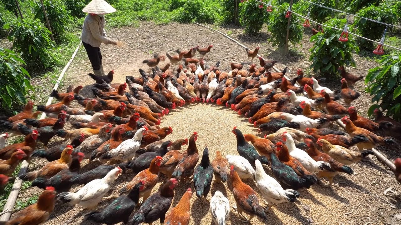 Inside a chicken farm: Relaxing with a peaceful organic farm in the mountains
