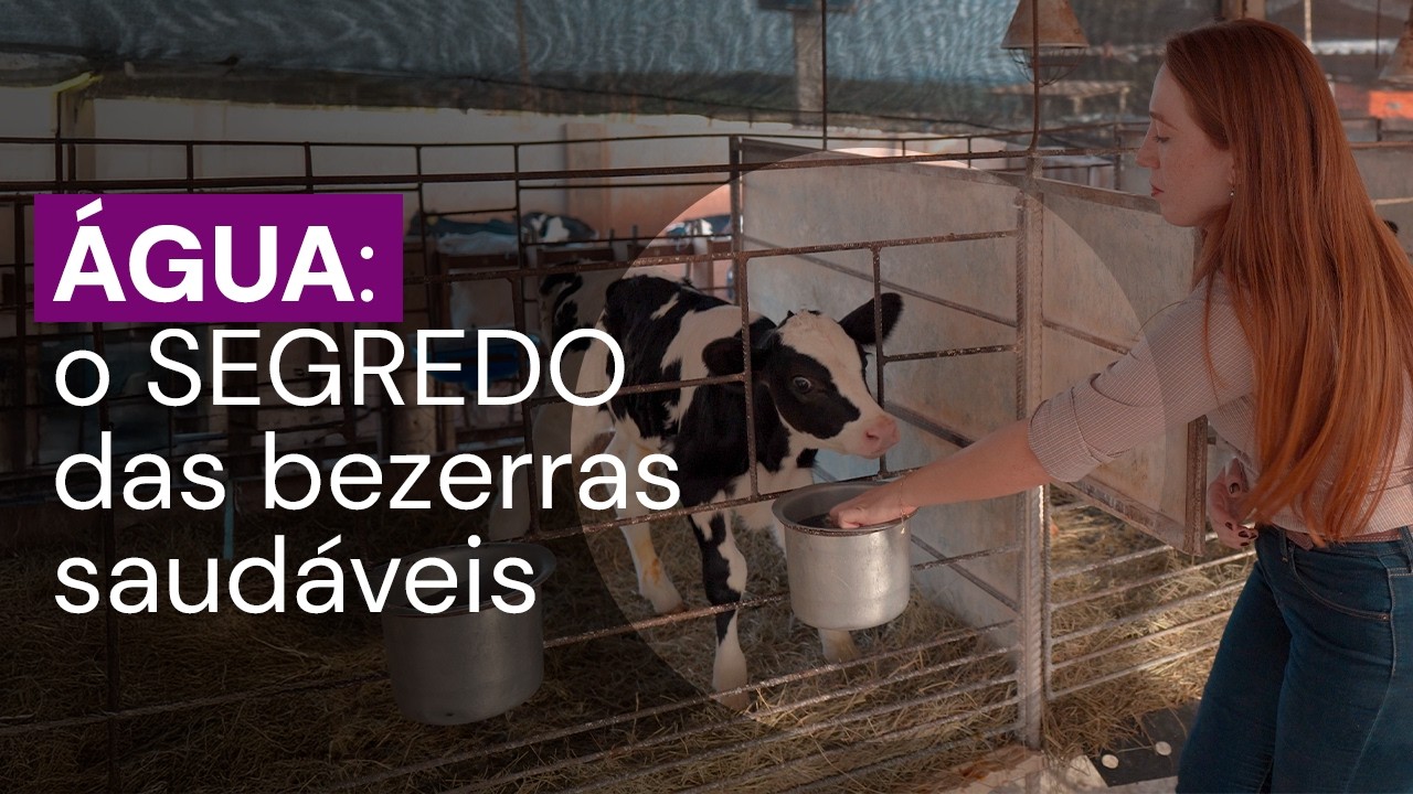 HIDRATAÇÃO de bezerras: o CUIDADO SIMPLES que impacta positivamente na saúde