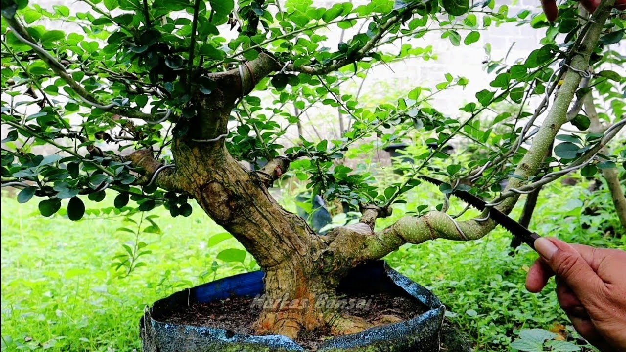 PRUNING BAHAN BONSAI SISIR