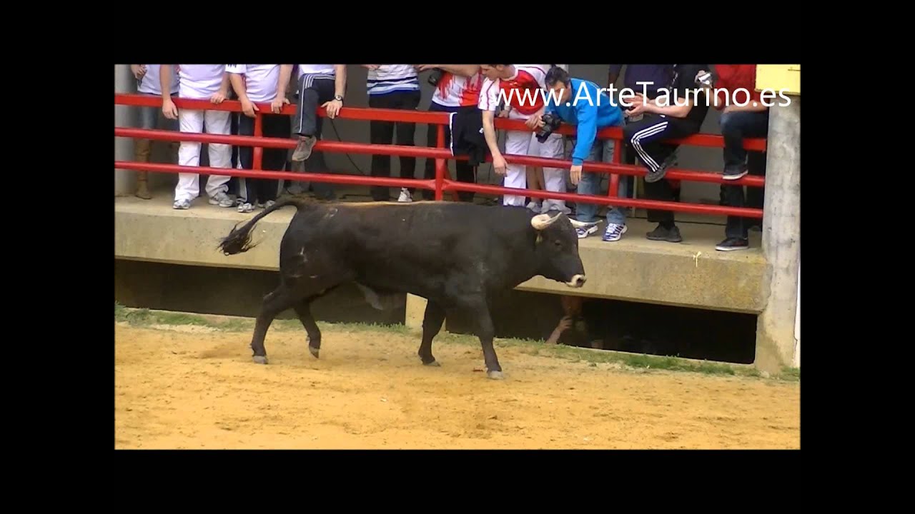 La Pedraja de Portillo Toros 2012