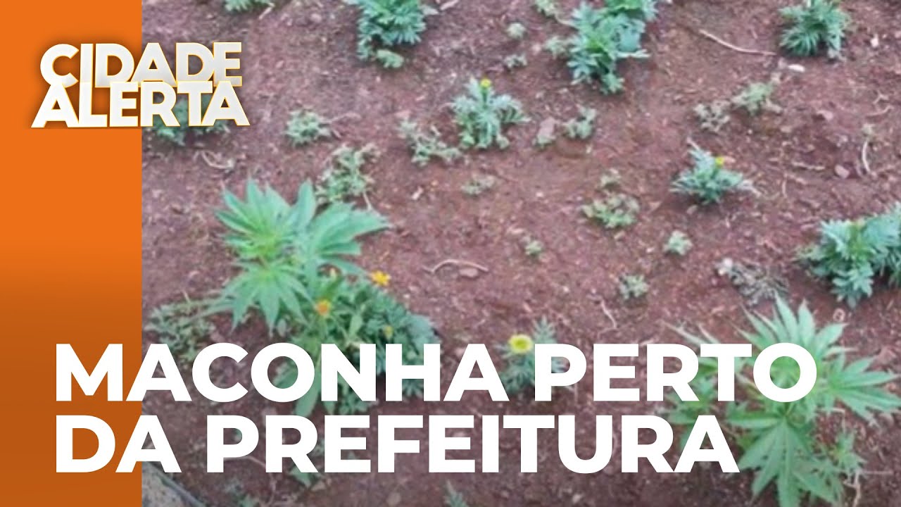 PM encontra planta&ccedil;&atilde;o de maconha em pra&ccedil;a ao lado da prefeitura de Marialva