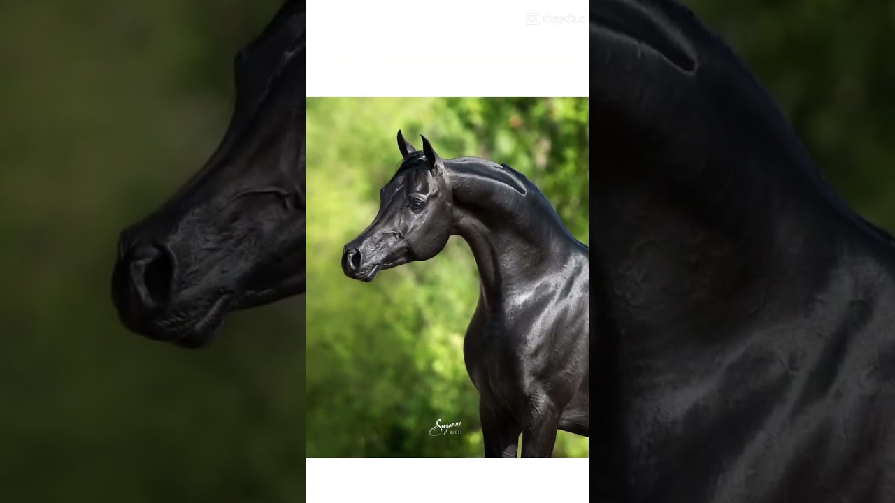 😍Black Arabian Horse edit 🐴