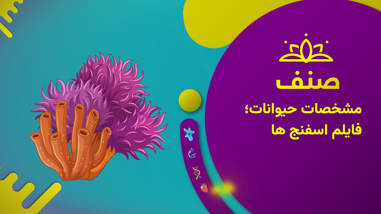 صنف - بیولوژی صنف هشتم- درس ۱۵: مشخصات حیوانات؛ فایلم اسفنج ها