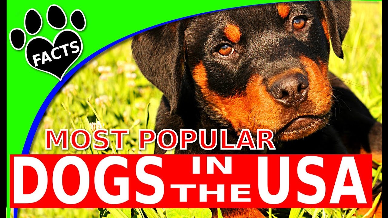 🐾 Top 10 Most Popular Dog Breeds in America 🐶 - Dogs 101