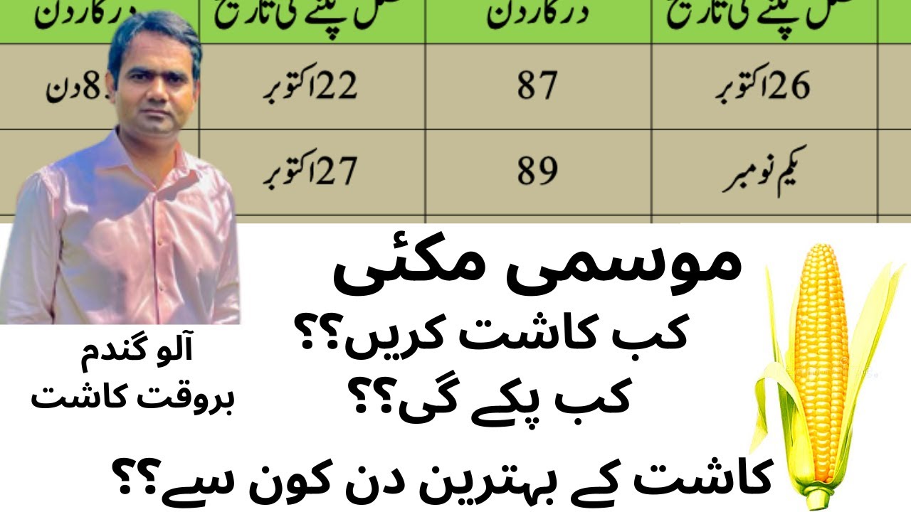 Autumn Maize Sowing Time(موسمی مکئی بوائی کٹائی کی تاریخیں، کاشت کے بہترین دن کون سے ہیں)