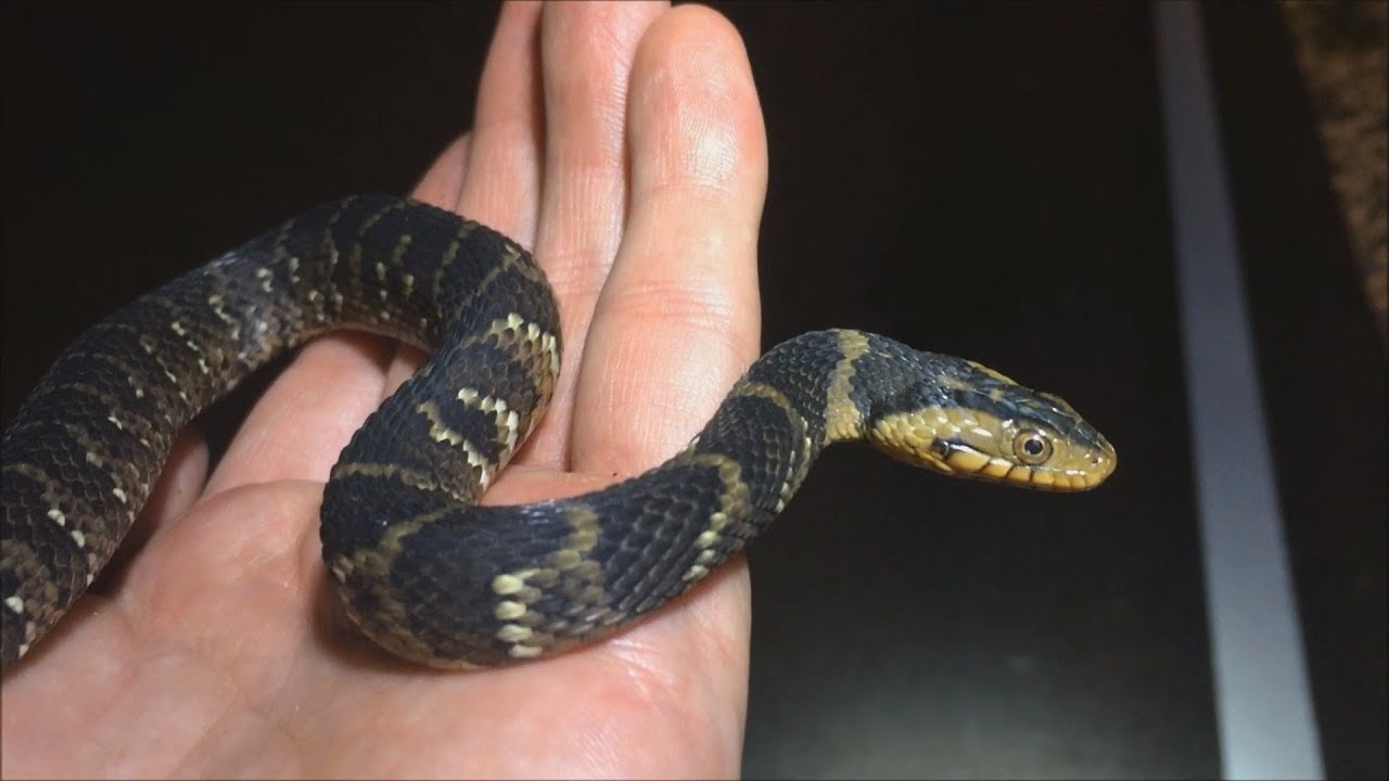 Herping Florida Everglades