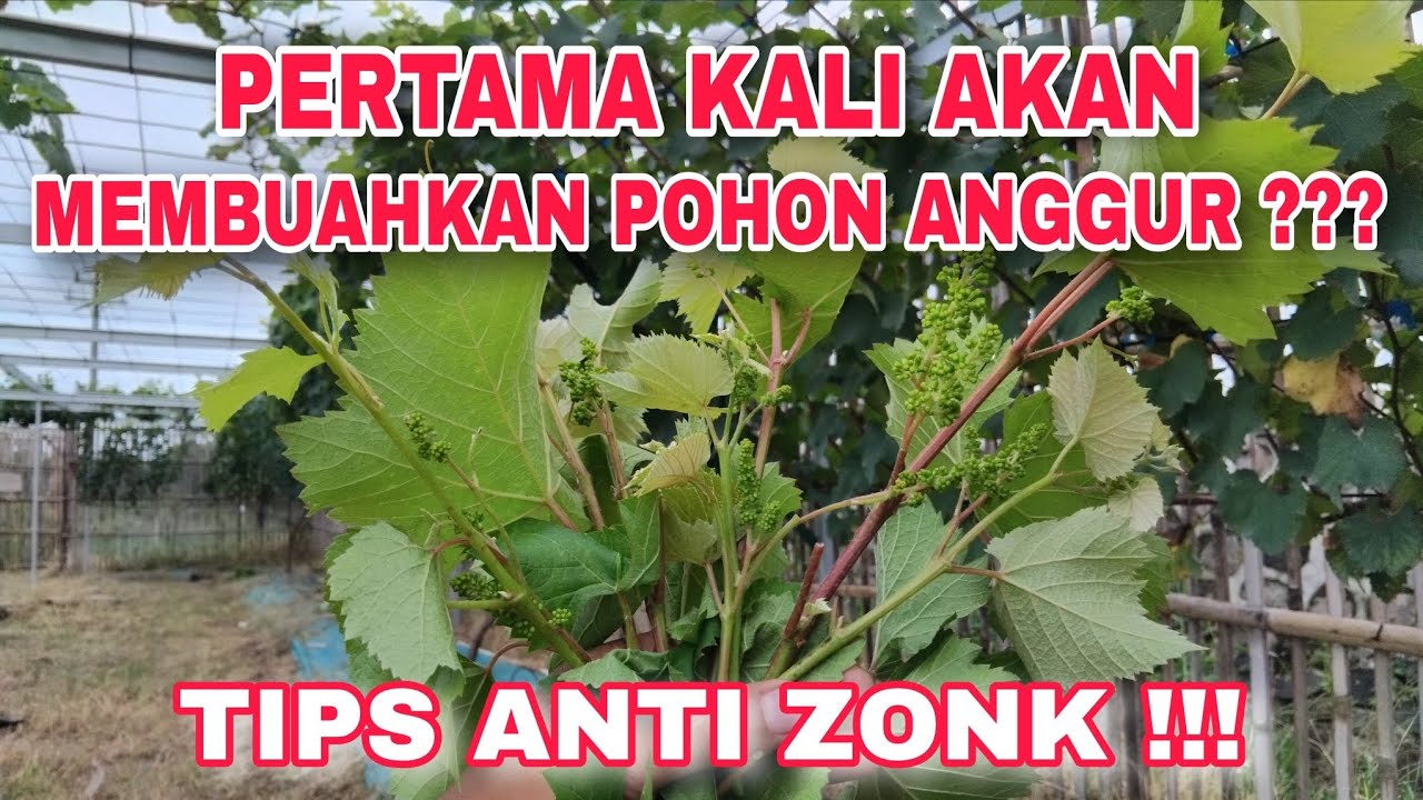 EPS 79 - TANDA POHON ANGGUR SIAP DI PANGKAS PEMBUAHAN
