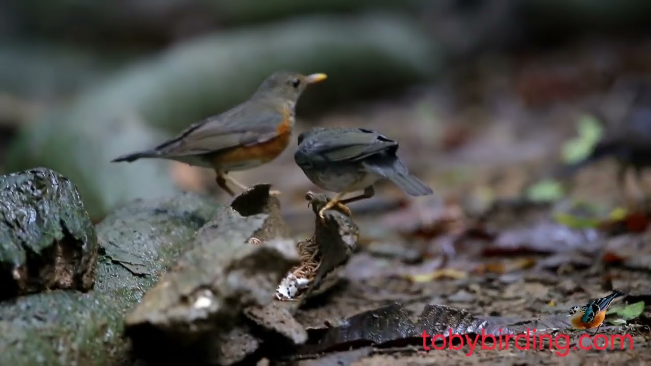 JAPANESE THRUSH @VIETNAM-BIRD-MAN 