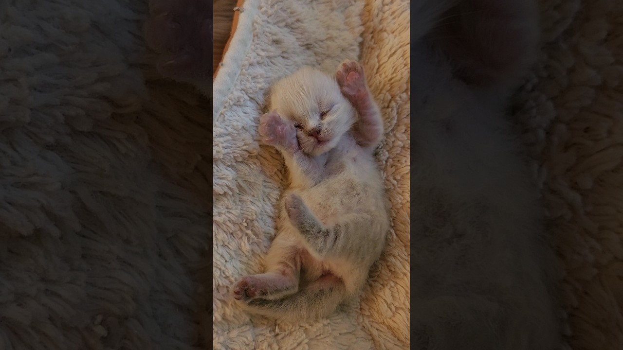 ❤️❤️ Baby Kitten, Eyes Starting to Open, 10 days old #shorts #kitten #cute