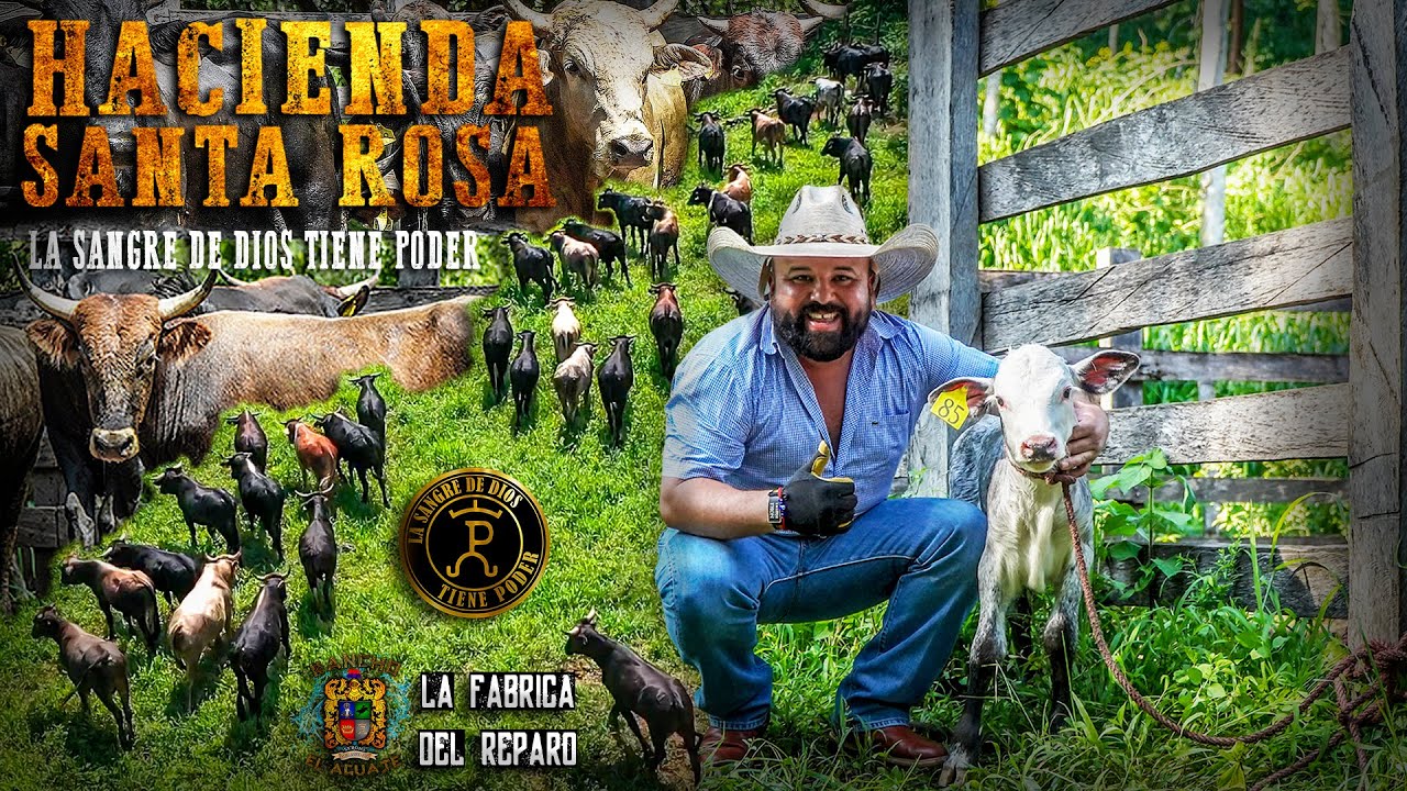 ¡¡¡LAS FUTURAS ESTRELLAS!!! DE LA #FABRICA DEL #REPARO | DÍA DE VACUNACIÓN EN: HACIENDA SANTA ROSA