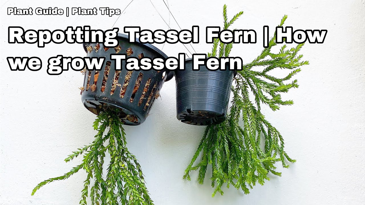 Tips on growing Tassel Fern - Ep 30