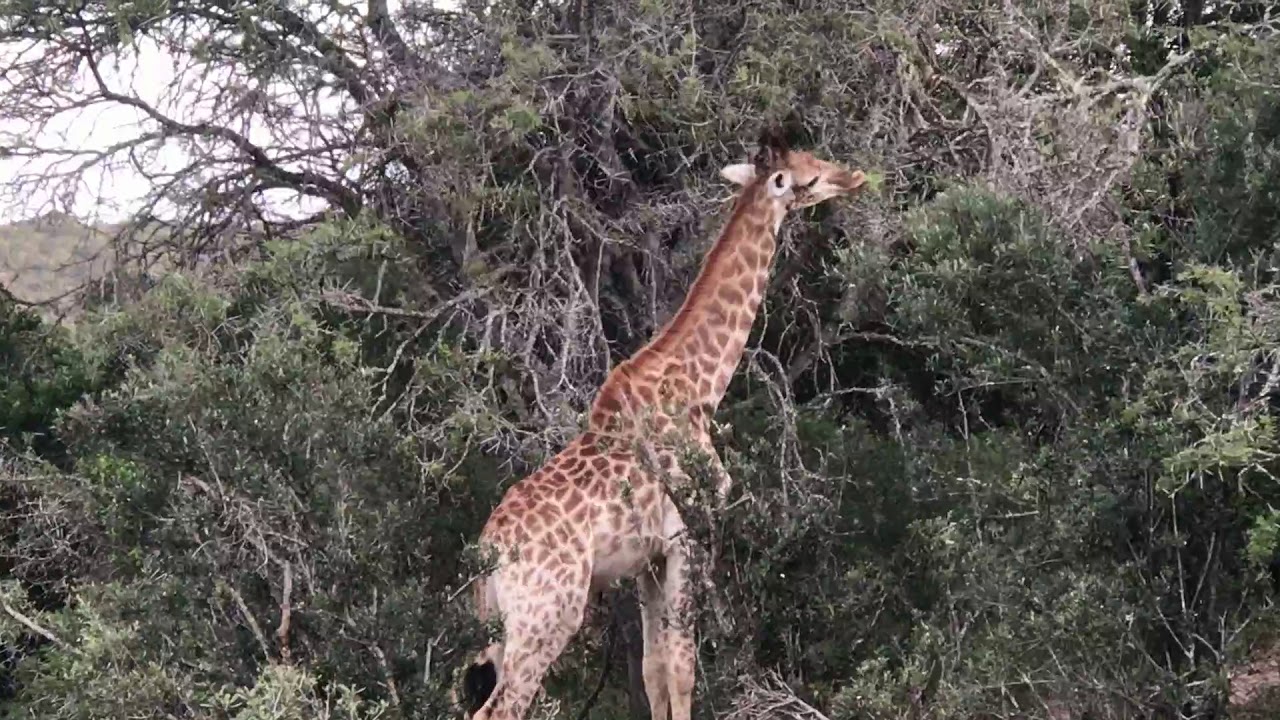 Giraffe Walking Safaris and Buffalo Feeding Tours with - Terra - Nova Tours