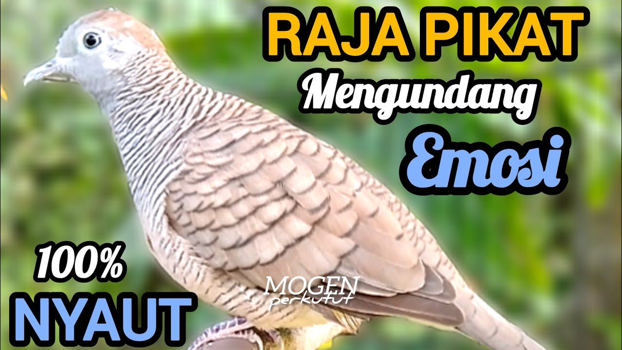Perkutut Lokal Gacor||Suara RAJA PIKAT ini paling sering digunakan sebagai pancingan perkutut 