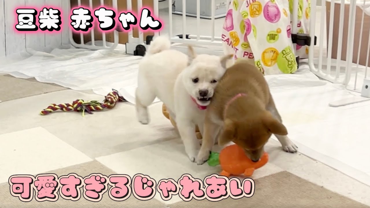 【豆柴犬】ピンク同士の癒しで可愛いじゃれ合いに乱入者が現れました！“赤ちゃんと癒し”まめしば亭ブログvlog
