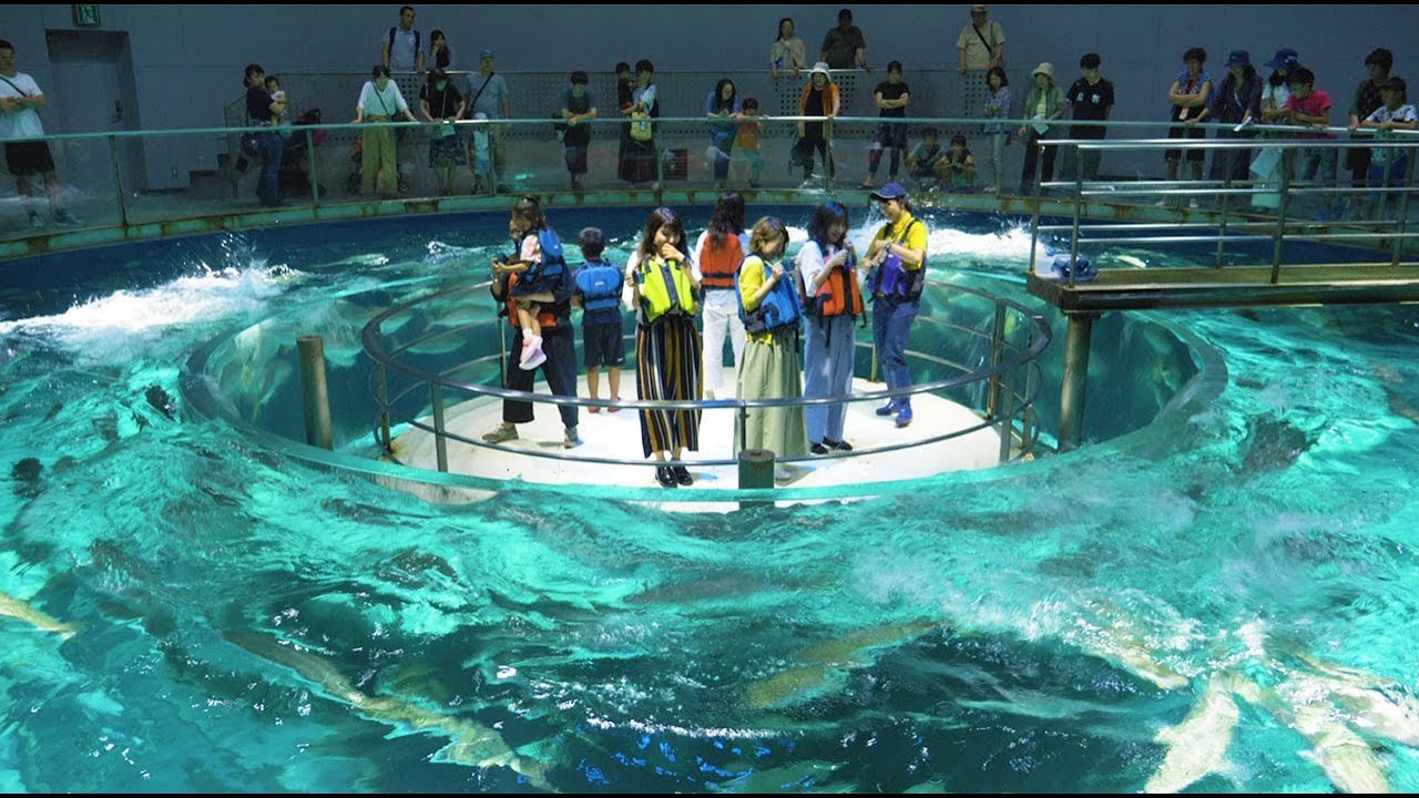 【PV】体験型水族館「城崎マリンワールド」へ出かけよう！子供連れや女子旅におすすめ♪