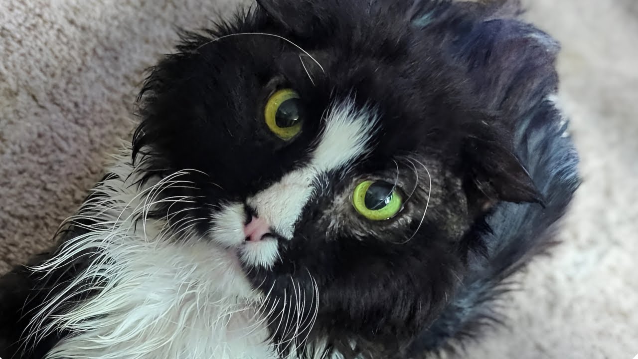 This 14-Year-Old Cat Survived Alone For Years, Then One Woman Reminded Him What Love Was!