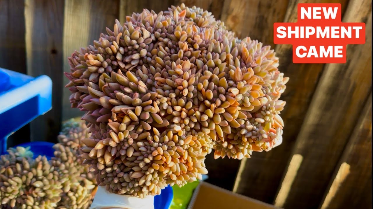 3/8/26 NEW SHIPMENT CAME | NEW ECHEVERIA CRESTED AEONIUM | Lele: 408 883 5495