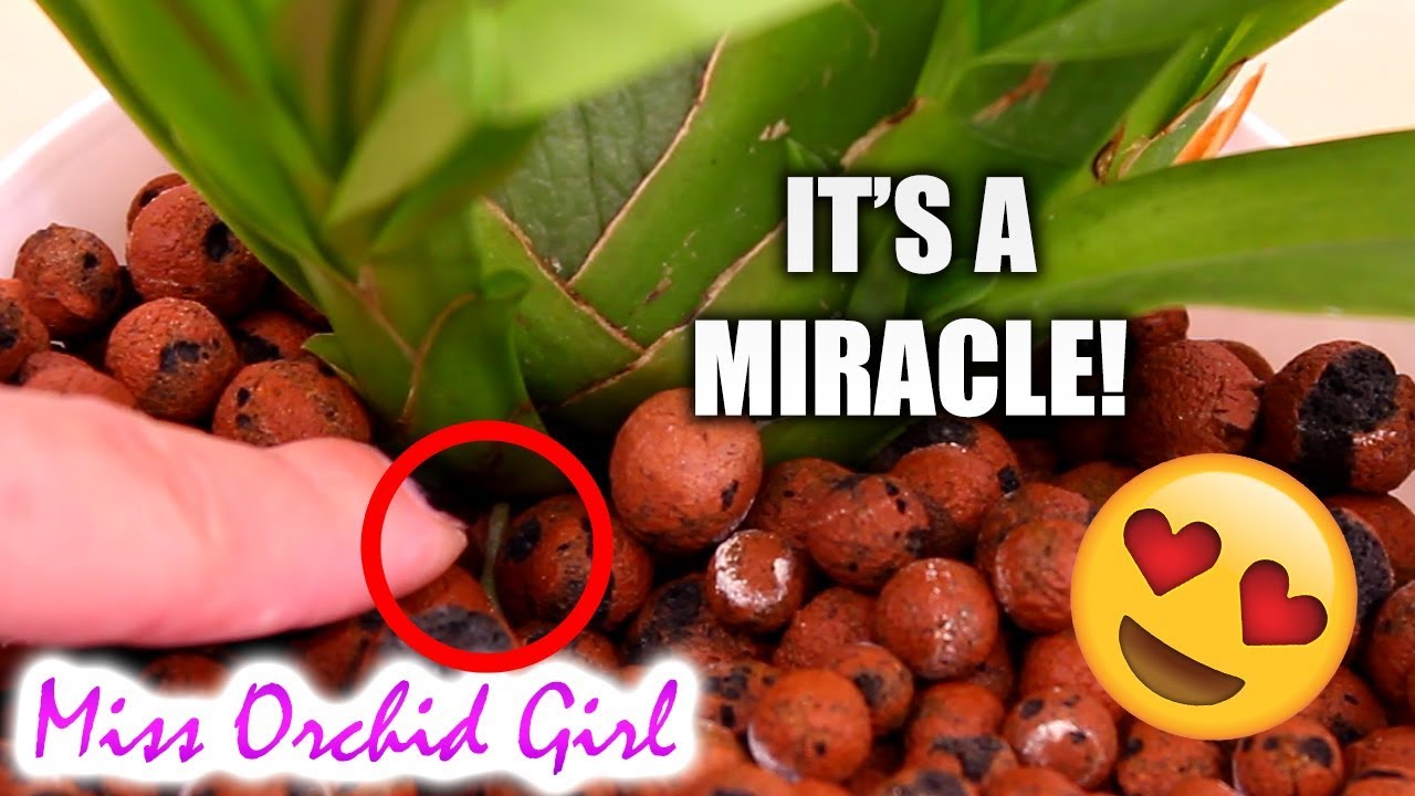 Nelly Islers & Miltoniopsis Orchids Update - A miracle has happened!