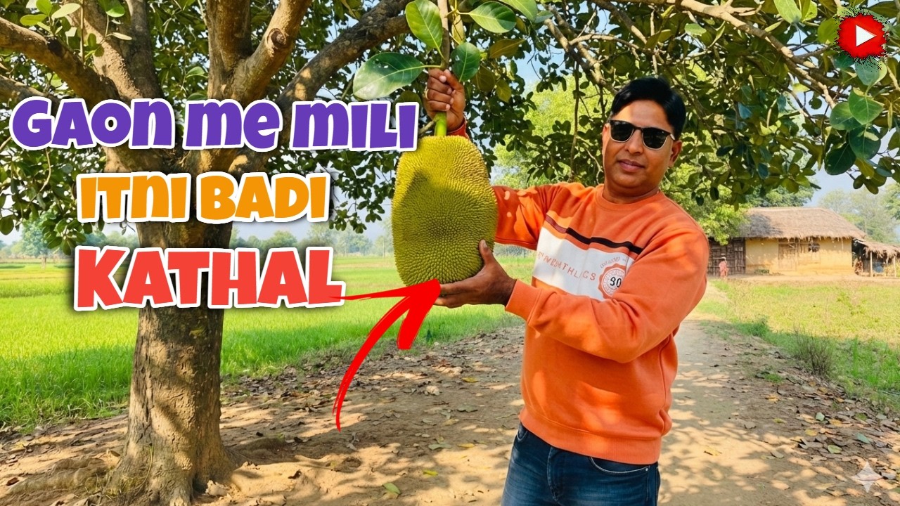 गाँव me पेड़ से तोड़ा ताज़ा कटहल 🌳🥭 | Gaon Se Kathal Tod Kar Laye | Village Vlog 😍