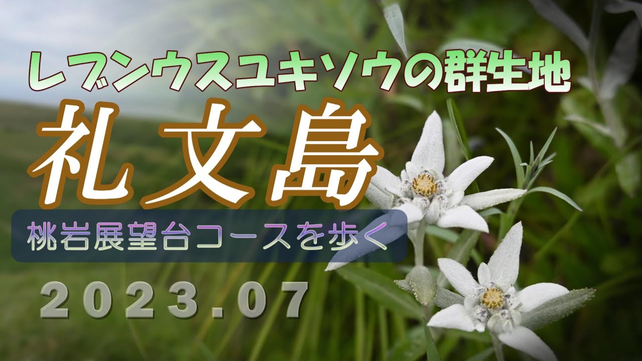 礼文島 レブンウスユキソウの群落
