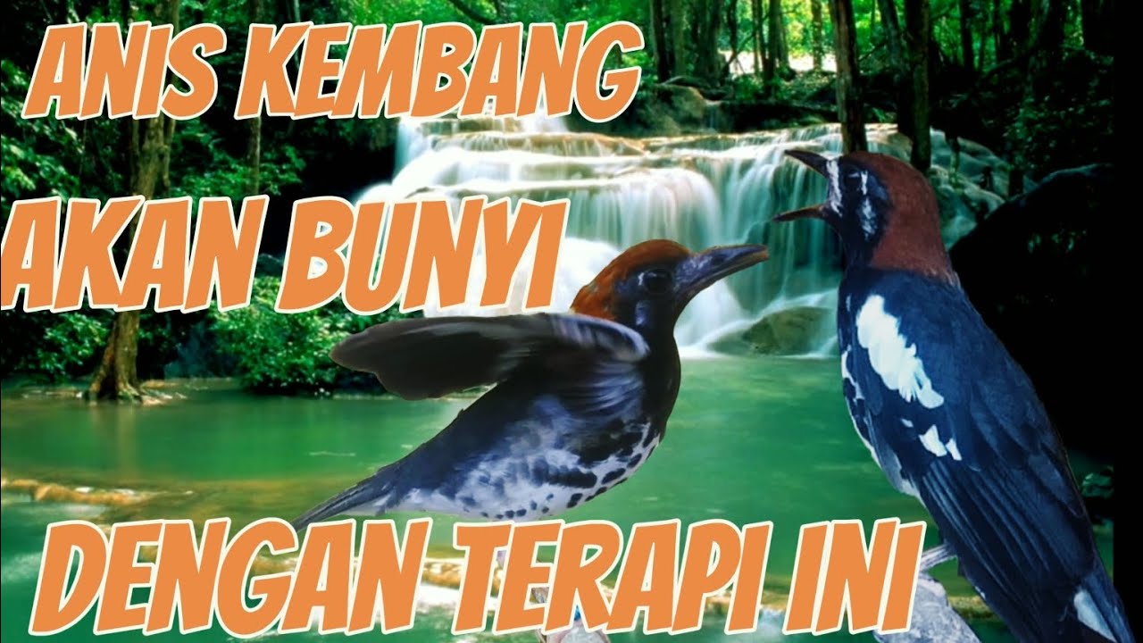 terapi burung Anis kembang agar cepat bunyi || pancingan Anis kembang macet bunyi
