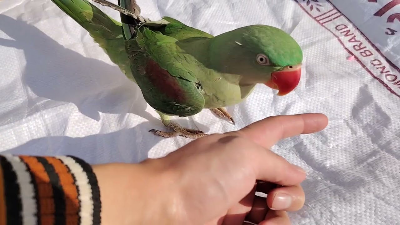 IT'S RIO TIME.    #parrottraining #funny #birds #foryou #viralvideo 