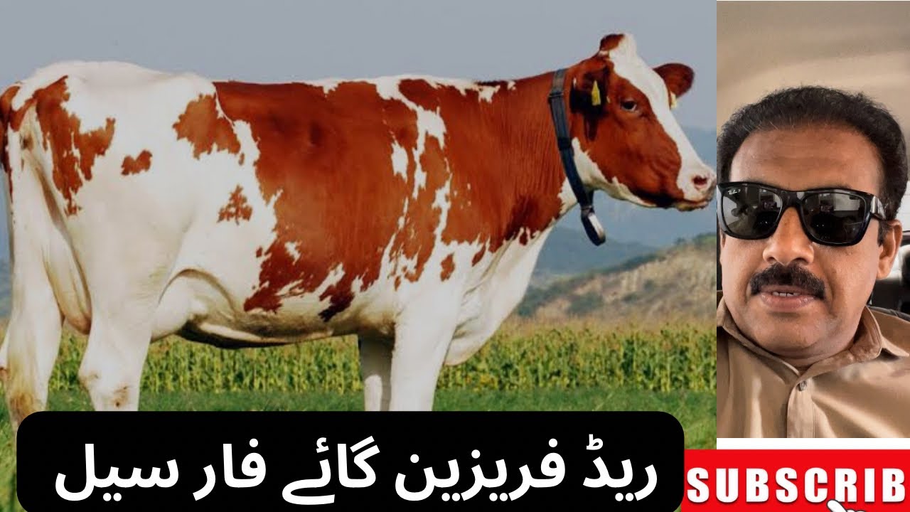 Read freezen Cow for sale in Low price || Dairy farming business