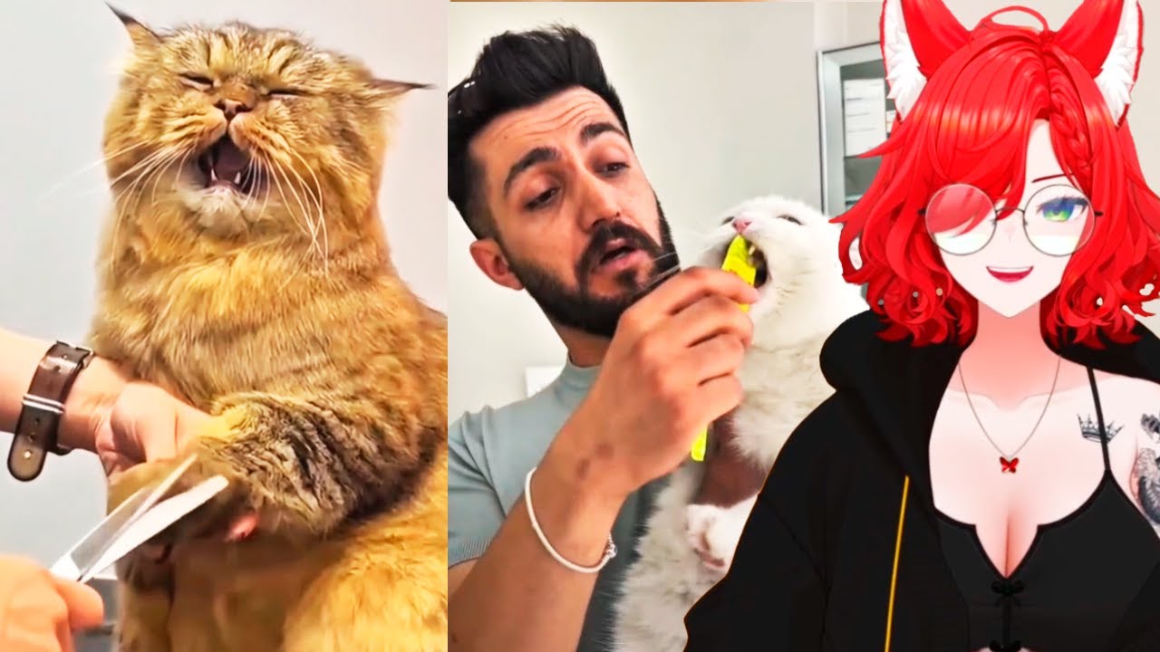 EllyEN Vtuber Reacts To Funny Cat Video | Funny Cat Fails Compilation | Try Not To Laugh