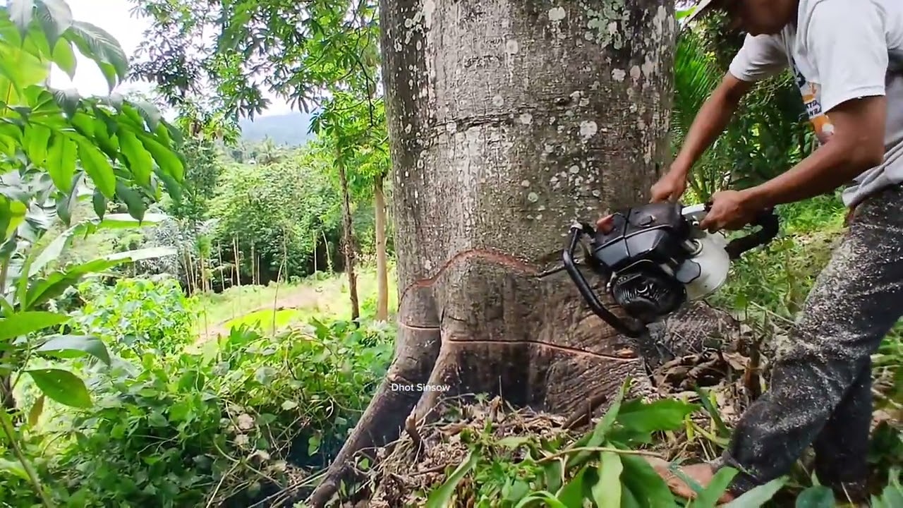 cutting down coconut trees in the rice fields
