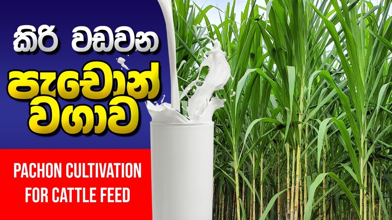 ,Pachon Coultivation,BST Saman,Nepliyar grass,pachon cultivation,පැචෝන් වගාව