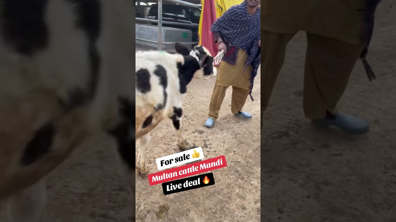 Multan cattle Mandi 