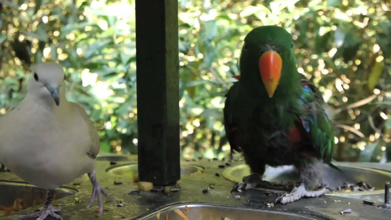 Funny Eclectus Parrot talks and Laughs with a Dove
