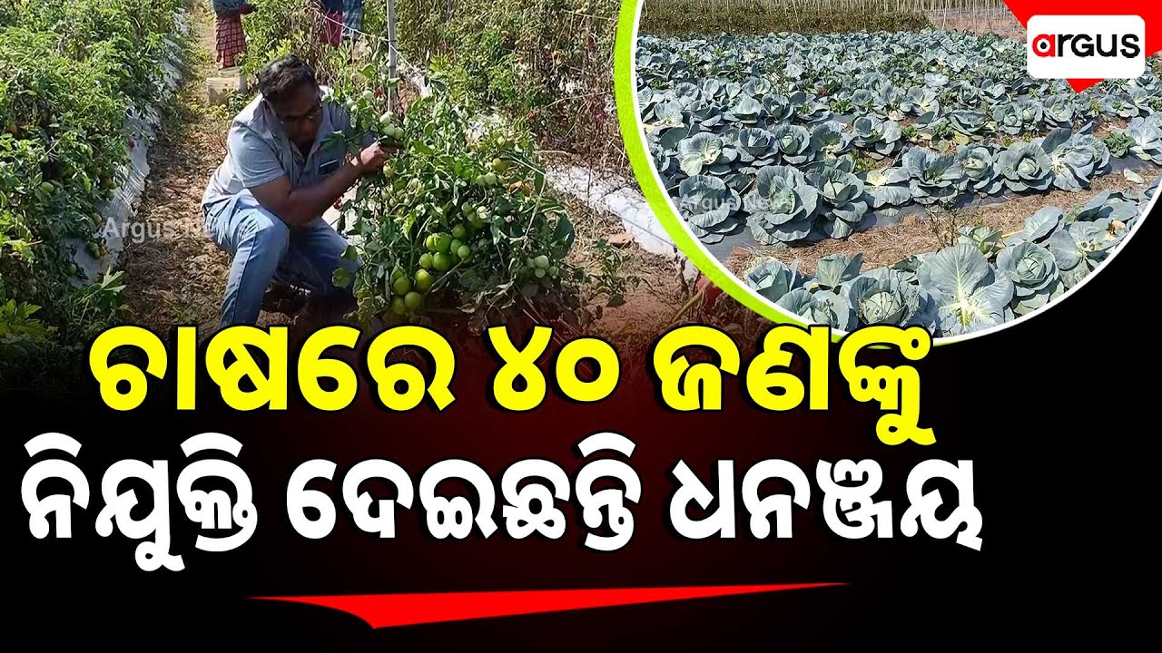 ଚାଷରେ ୪୦ ଜଣଙ୍କୁ ନିଯୁକ୍ତି ଦେଇଛନ୍ତି ଧନଞ୍ଜୟ | Good News | Profitable Vegetable Farming | Argus News