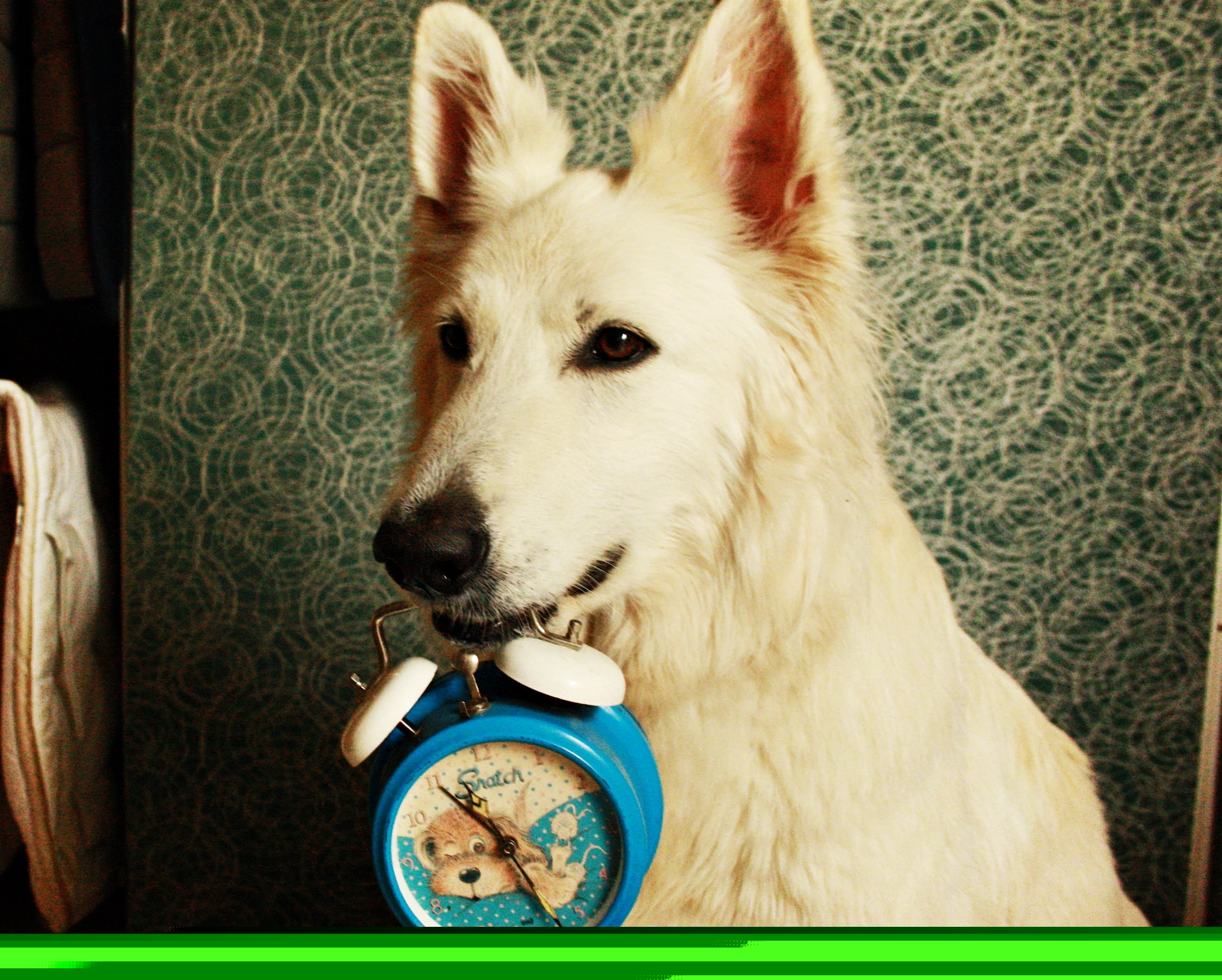 Useful dog tricks by Aminah the White Swiss Shepherd