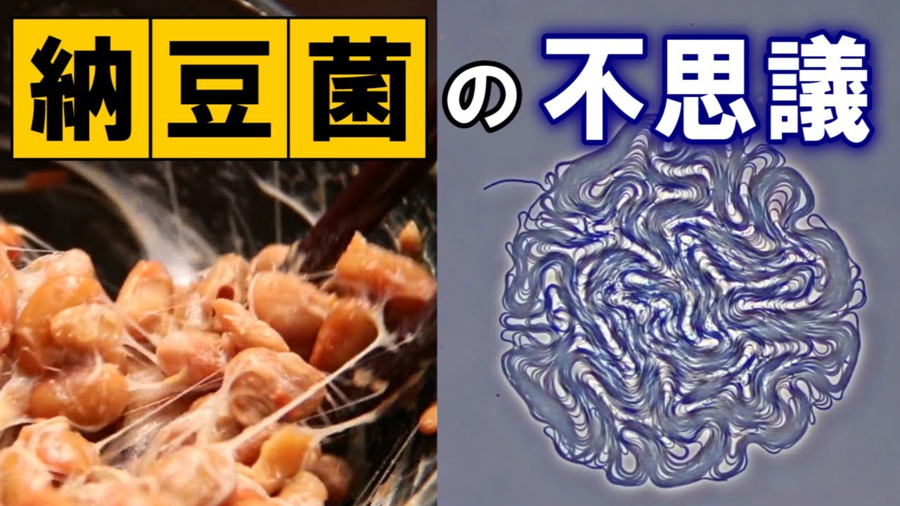 【納豆】納豆菌の不思議な世界「なっとう　いのちの力」 納豆菌と乳酸菌は助け合っていた!?