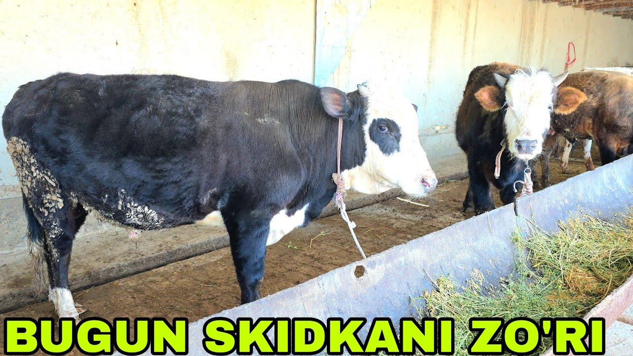 Ulug'bek akadan yangiliklarni zo'rlaridan kutganlar bugun yana aksiya 12-mart, 2026